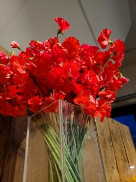 赤いスイートピー｜「花里」　（神奈川県逗子市の花キューピット加盟店 花屋）のブログ