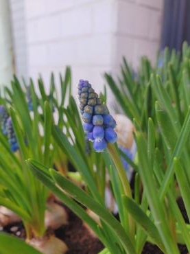 春の青｜「花里」　（神奈川県逗子市の花キューピット加盟店 花屋）のブログ