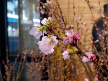 お花見｜「花里」　（神奈川県逗子市の花キューピット加盟店 花屋）のブログ