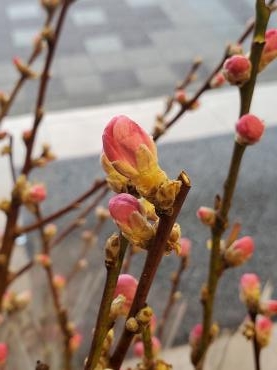 桃の花｜「花里」　（神奈川県逗子市の花キューピット加盟店 花屋）のブログ