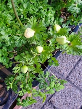 春の準備｜「花里」　（神奈川県逗子市の花キューピット加盟店 花屋）のブログ