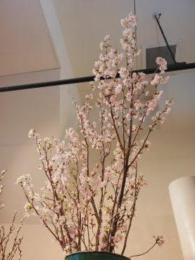 お花見｜「花里」　（神奈川県逗子市の花キューピット加盟店 花屋）のブログ