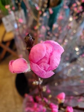 移ろう｜「花里」　（神奈川県逗子市の花キューピット加盟店 花屋）のブログ