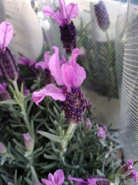お姫様は春を待つ｜「花里」　（神奈川県逗子市の花キューピット加盟店 花屋）のブログ