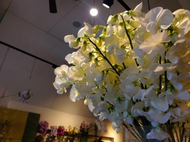 また来年｜「花里」　（神奈川県逗子市の花キューピット加盟店 花屋）のブログ