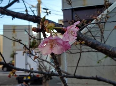 ピンク｜「花里」　（神奈川県逗子市の花キューピット加盟店 花屋）のブログ