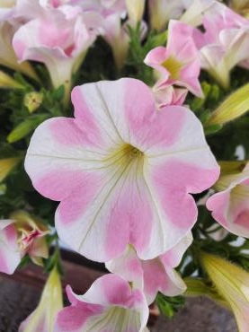 ももいろ｜「花里」　（神奈川県逗子市の花キューピット加盟店 花屋）のブログ