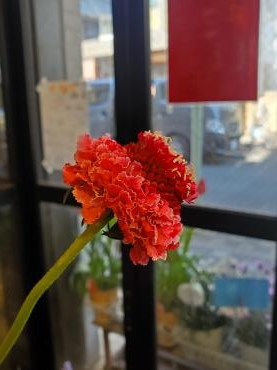 ドレス｜「花里」　（神奈川県逗子市の花キューピット加盟店 花屋）のブログ