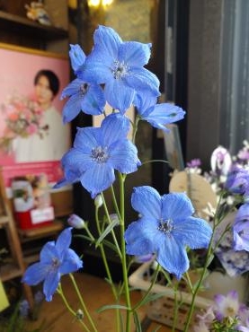 ブルー｜「花里」　（神奈川県逗子市の花キューピット加盟店 花屋）のブログ