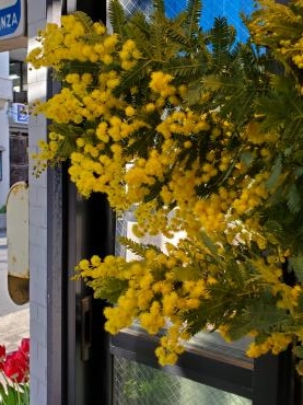 ばいばいミモザ｜「花里」　（神奈川県逗子市の花キューピット加盟店 花屋）のブログ