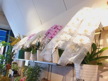 蝶々｜「花里」　（神奈川県逗子市の花キューピット加盟店 花屋）のブログ