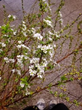 雪｜「花里」　（神奈川県逗子市の花キューピット加盟店 花屋）のブログ