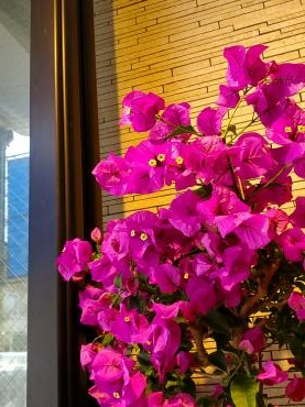 夏！｜「花里」　（神奈川県逗子市の花キューピット加盟店 花屋）のブログ