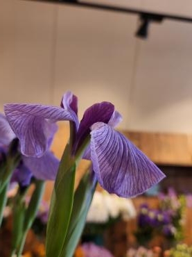 ショウブ｜「花里」　（神奈川県逗子市の花キューピット加盟店 花屋）のブログ
