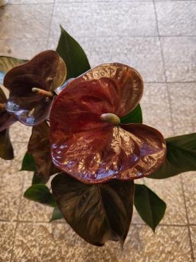 コスモ｜「花里」　（神奈川県逗子市の花キューピット加盟店 花屋）のブログ