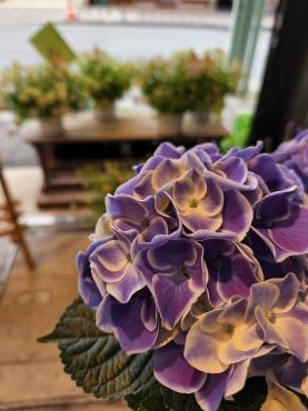 つやり｜「花里」　（神奈川県逗子市の花キューピット加盟店 花屋）のブログ