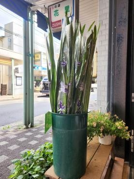 お風呂に菖蒲｜「花里」　（神奈川県逗子市の花キューピット加盟店 花屋）のブログ