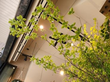 のびのび｜「花里」　（神奈川県逗子市の花キューピット加盟店 花屋）のブログ