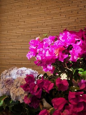 おひさますき｜「花里」　（神奈川県逗子市の花キューピット加盟店 花屋）のブログ