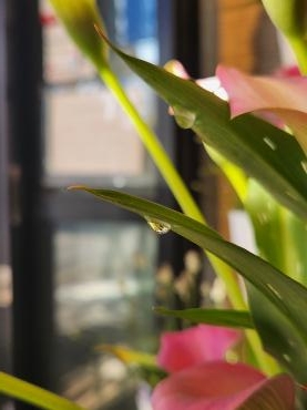 葉先に水滴｜「花里」　（神奈川県逗子市の花キューピット加盟店 花屋）のブログ