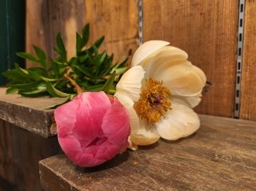 魔法｜「花里」　（神奈川県逗子市の花キューピット加盟店 花屋）のブログ