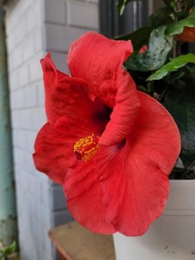 夏｜「花里」　（神奈川県逗子市の花キューピット加盟店 花屋）のブログ