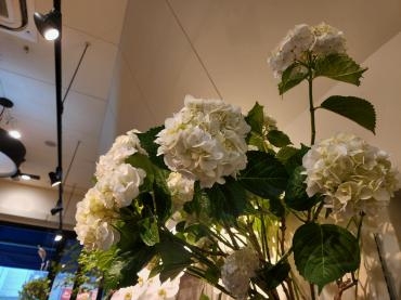 紫陽花｜「花里」　（神奈川県逗子市の花キューピット加盟店 花屋）のブログ