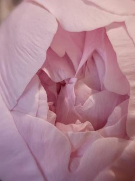 ゆるゆる｜「花里」　（神奈川県逗子市の花キューピット加盟店 花屋）のブログ