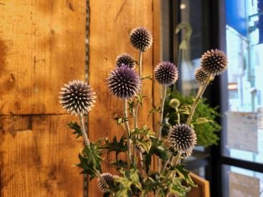 青い星｜「花里」　（神奈川県逗子市の花キューピット加盟店 花屋）のブログ