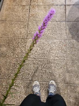 手持ち花火｜「花里」　（神奈川県逗子市の花キューピット加盟店 花屋）のブログ