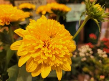 ポンポン｜「花里」　（神奈川県逗子市の花キューピット加盟店 花屋）のブログ