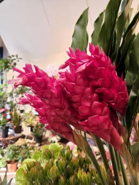 夏の横顔｜「花里」　（神奈川県逗子市の花キューピット加盟店 花屋）のブログ
