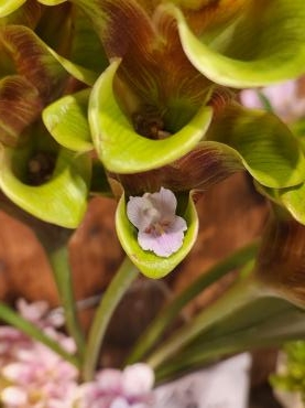 小さく主張｜「花里」　（神奈川県逗子市の花キューピット加盟店 花屋）のブログ