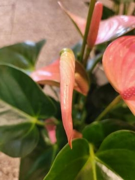 ピンクのハート｜「花里」　（神奈川県逗子市の花キューピット加盟店 花屋）のブログ