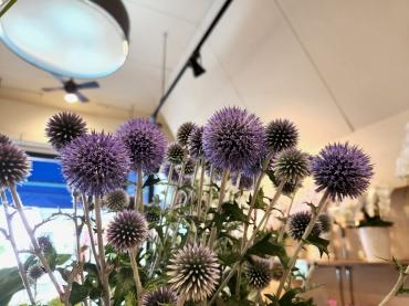 瑠璃色｜「花里」　（神奈川県逗子市の花キューピット加盟店 花屋）のブログ