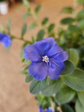 空の青｜「花里」　（神奈川県逗子市の花キューピット加盟店 花屋）のブログ