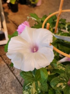 夏の朝｜「花里」　（神奈川県逗子市の花キューピット加盟店 花屋）のブログ