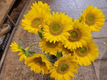 まだまだ夏｜「花里」　（神奈川県逗子市の花キューピット加盟店 花屋）のブログ
