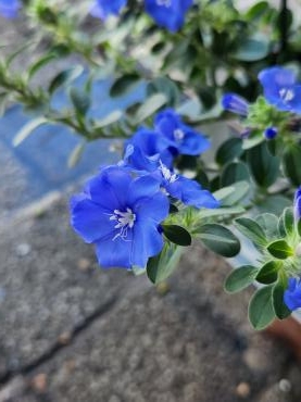 青｜「花里」　（神奈川県逗子市の花キューピット加盟店 花屋）のブログ