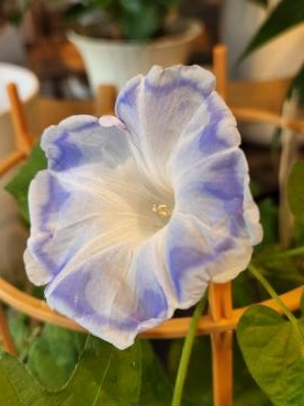 秋の足音｜「花里」　（神奈川県逗子市の花キューピット加盟店 花屋）のブログ