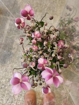 秋を思う｜「花里」　（神奈川県逗子市の花キューピット加盟店 花屋）のブログ