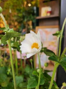 八重咲き｜「花里」　（神奈川県逗子市の花キューピット加盟店 花屋）のブログ