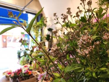 秋の匂い｜「花里」　（神奈川県逗子市の花キューピット加盟店 花屋）のブログ