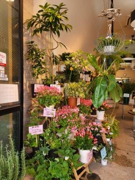模様替え｜「花里」　（神奈川県逗子市の花キューピット加盟店 花屋）のブログ