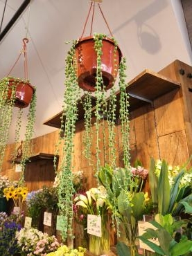 緑の雫｜「花里」　（神奈川県逗子市の花キューピット加盟店 花屋）のブログ