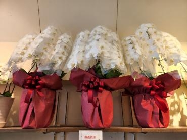 出番待ち｜「花里」　（神奈川県逗子市の花キューピット加盟店 花屋）のブログ