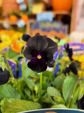 ビオラはじめました｜「花里」　（神奈川県逗子市の花キューピット加盟店 花屋）のブログ