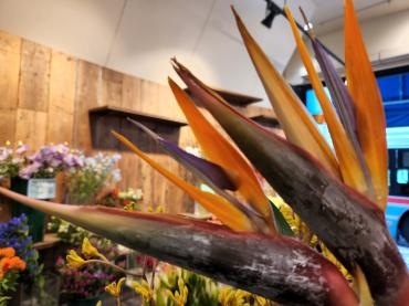 極楽鳥の冠｜「花里」　（神奈川県逗子市の花キューピット加盟店 花屋）のブログ