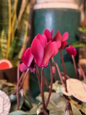 スノーショコラ｜「花里」　（神奈川県逗子市の花キューピット加盟店 花屋）のブログ