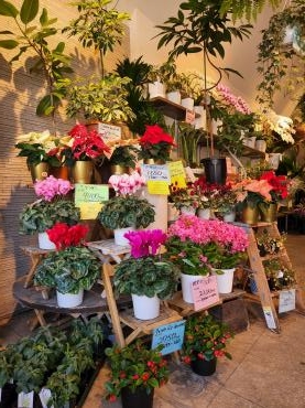 シーズンスタート｜「花里」　（神奈川県逗子市の花キューピット加盟店 花屋）のブログ